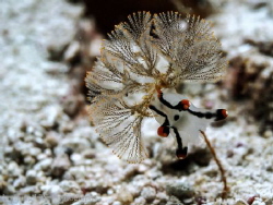 Thecacera picta by Hon Ping 